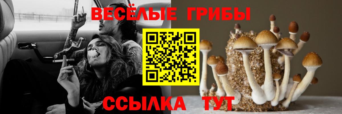 Псилоцибиновые грибы GOLDEN TEACHER  Вход с VPN  Алейск  Галлюциногенные грибы GOLDEN TEACHER 